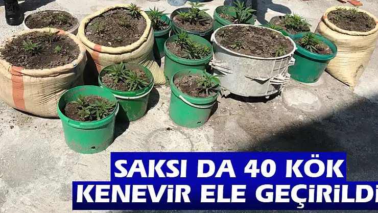 Saksı da 40 kök kenevir ele geçirildi