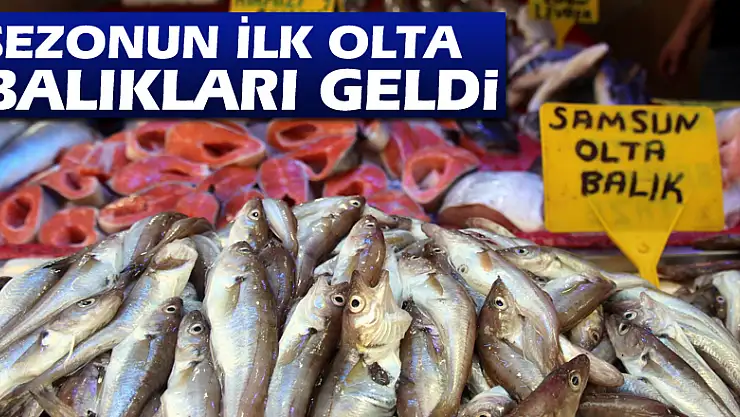 Sezonun ilk olta balıkları geldi