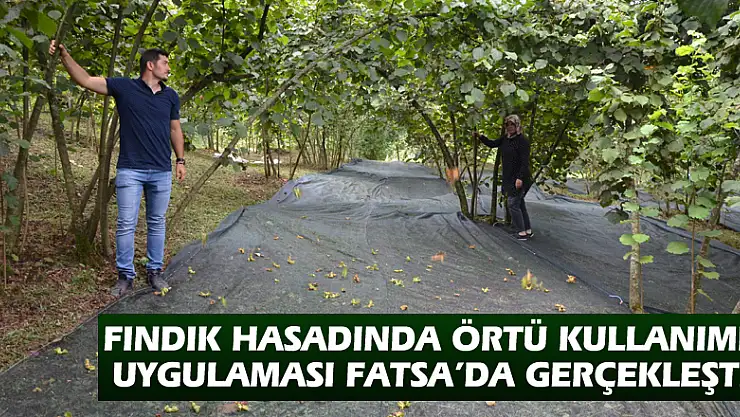 Fındık hasadında örtü kullanımı uygulaması Fatsa'da gerçekleşti