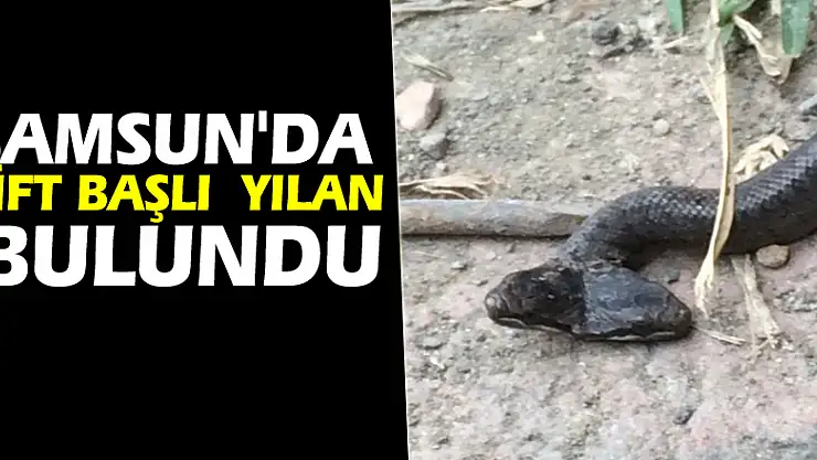 Samsun'da çift başlı yılan bulundu