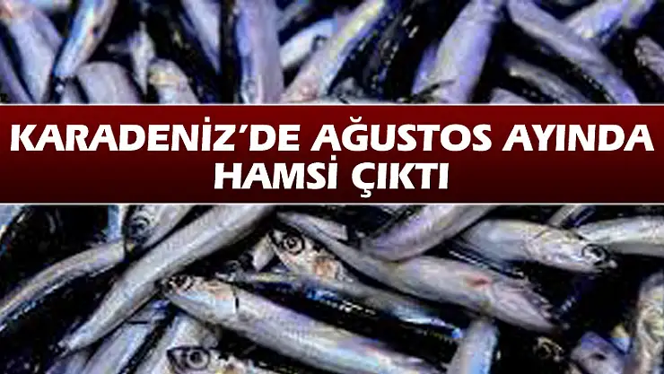 Karadeniz'de Ağustos ayında hamsi çıktı 