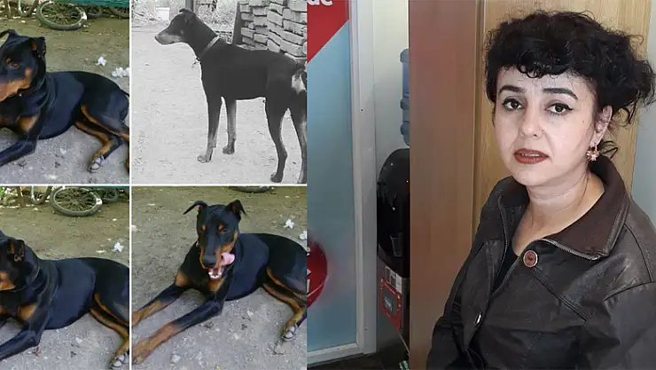 Köpeğini bulana 7 bin TL ödül verecek