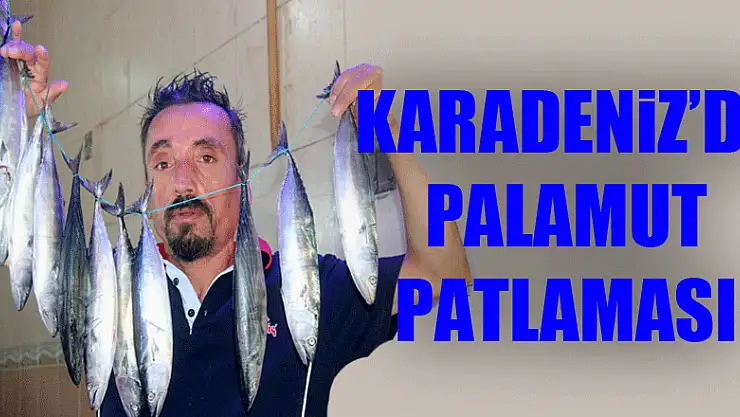 Karadeniz'de palamut patlaması 