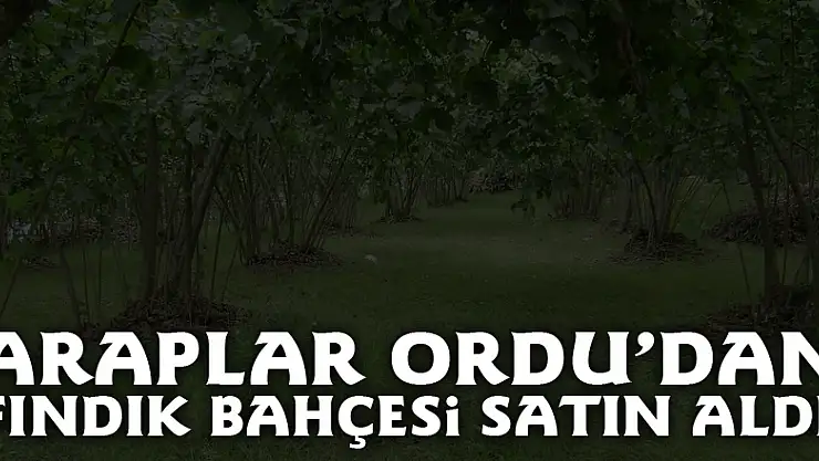 Araplar Ordu'dan fındık bahçesi satın aldı