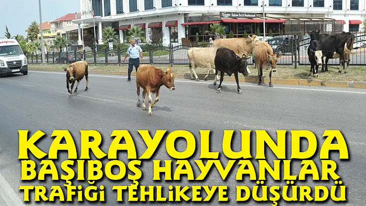 Karayolunda başıboş hayvanlar trafiği tehlikeye düşürdü
