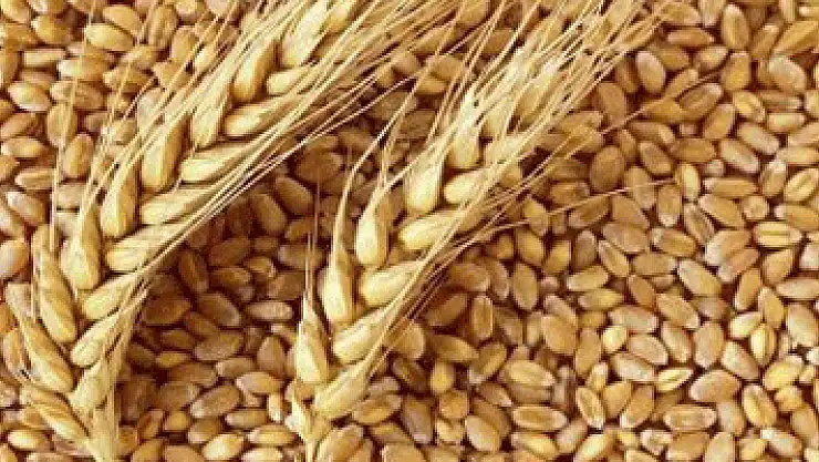 Sadece 26 Gün Yetecek Kadar Buğday Kaldı