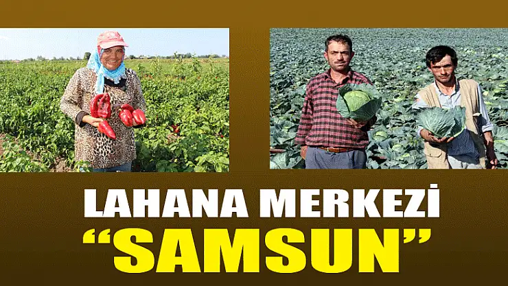 Lahana merkezi 'Samsun' 