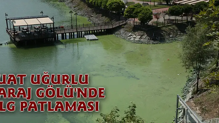 Suat Uğurlu Baraj Gölü'nde alg patlaması