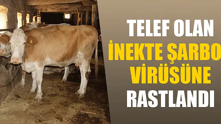 Telef olan inekte şarbon virüsüne rastlandı 