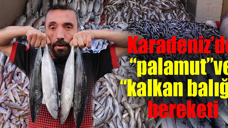 Karadeniz'de 'palamut' ve 'kalkan balığı' bereketi 