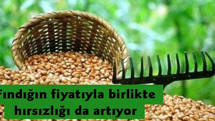 Fındığın fiyatıyla birlikte hırsızlığı da artıyor