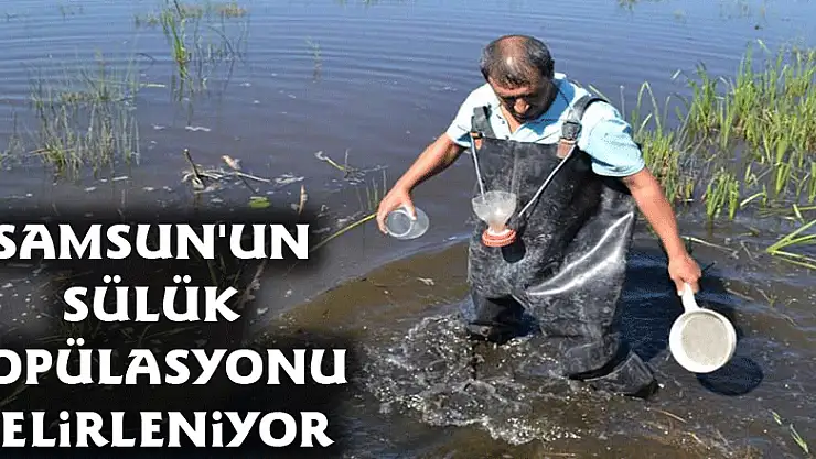 Samsun'un sülük popülasyonu belirleniyor 