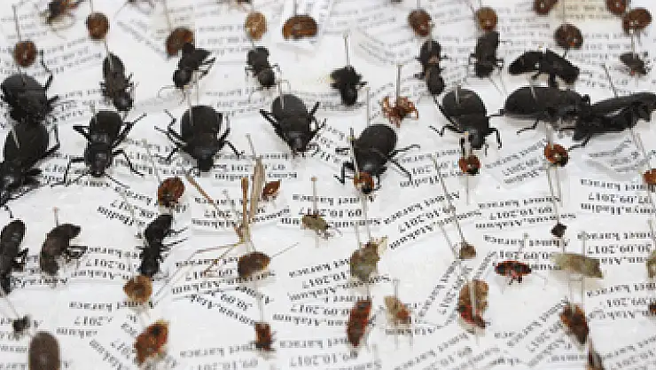 10 yılda 100 bin böcek toplayarak 'Böcek Müzesi' yaptılar