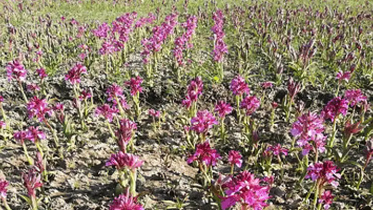 Hollandalılar laleden sonra bu bitkinin peşinde