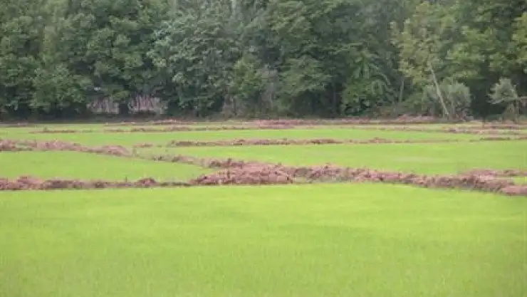Çeltik ekim ruhsatı süresi uzatıldı