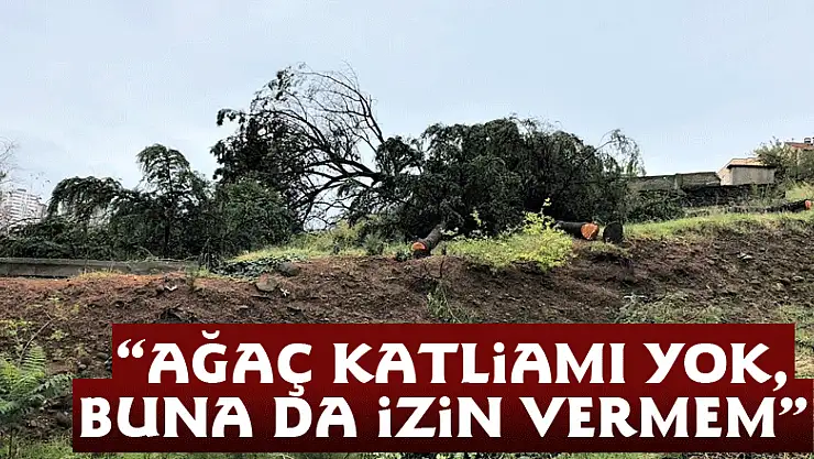  'Ağaç katliamı yok, buna da izin vermem'