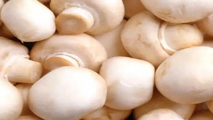 'Tarif üzerine mantar toplamak büyük risk'