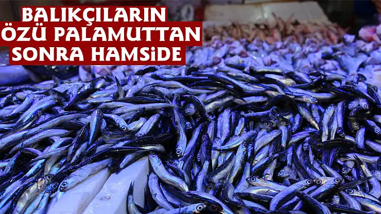 Balıkçıların gözü palamuttan sonra hamside