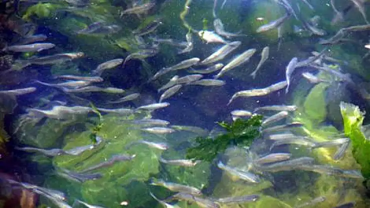 Balık sürüleri Karadeniz kıyılarında