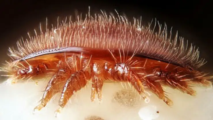 Arı biti arıları yedi