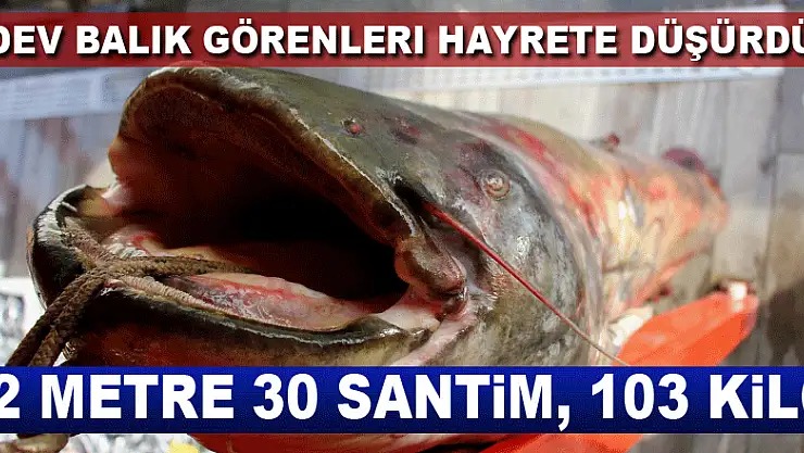 Dev balık görenleri hayrete düşürdü: 2 metre 30 santim, 103 kilo