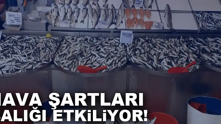 Hava şartları balığı etkiliyor!