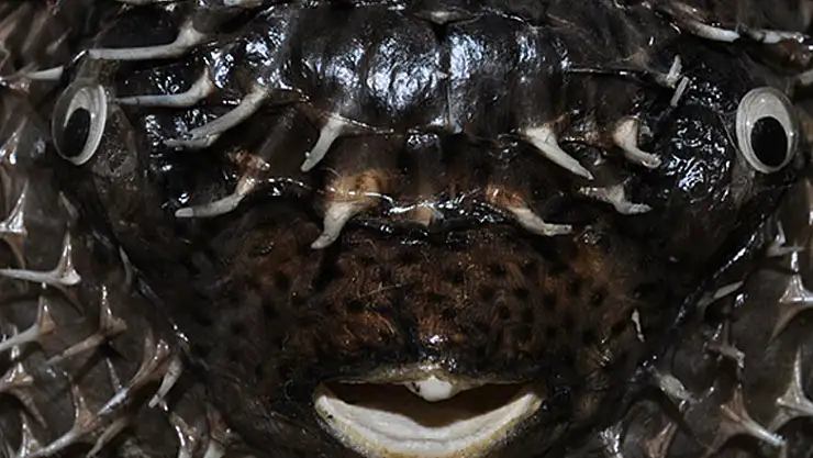 Denizlerin tek dişli canavarı balon balığı, Ege ve Akdeniz'i istila etmeye başladı