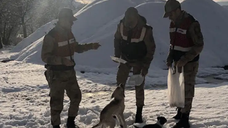 Jandarma sokak hayvanlarını unutmadı