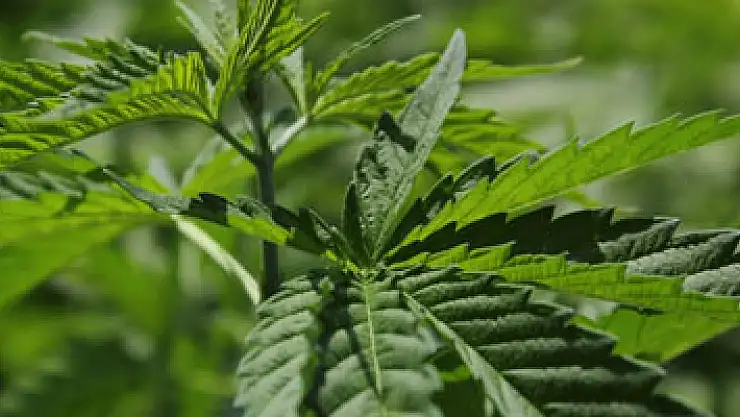 Doç. Dr. Aytaç: 'Cumhurbaşkanı'nın 'kenevir' açıklaması dönüm noktası'