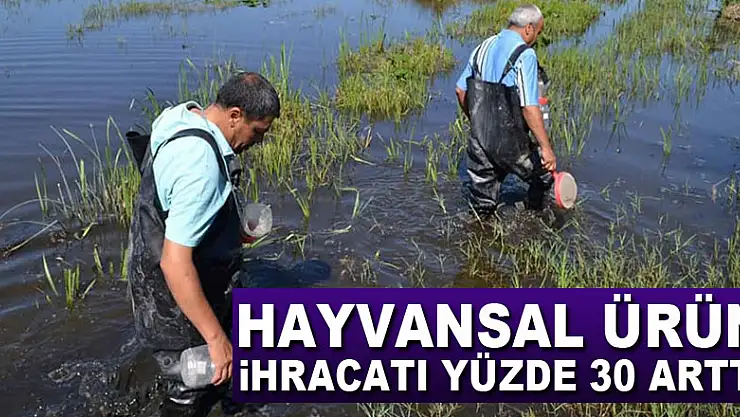 Hayvansal ürün ihracatı yüzde 30 arttı