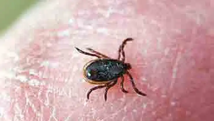 Samsun'da kene bir can aldı