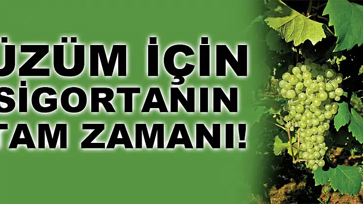 ÜZÜM İÇİN SİGORTANIN TAM ZAMANI!