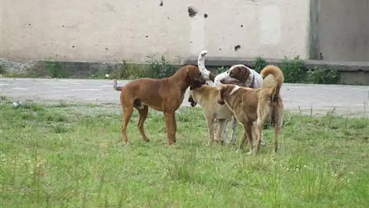Sokak Köpekleri Korkutmaya devam ediyor