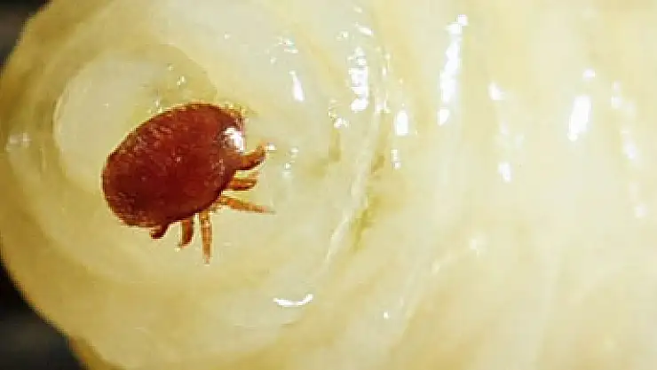 'Varroa' Türkiye'deki kovan varlığının yüzde 25'ini yedi