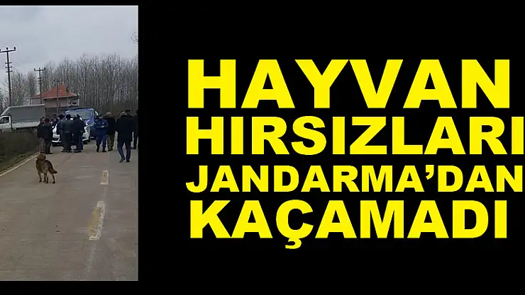 Hayvan Hırsızları Jandarma'dan kaçamadı