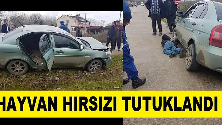 Hayvan Hırsızı Tutuklandı