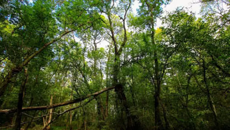Bu ormanda 1 zehirli, 34 tür de yenmez mantar var