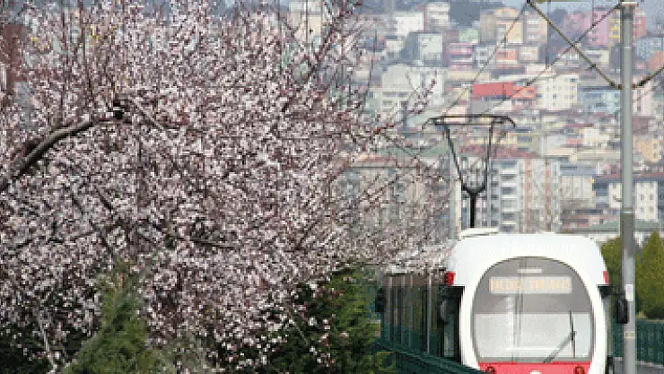 Çiçek açan ağaçlar şehre renk kattı 