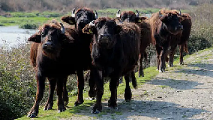 Kızılırmak Deltası'nda manda hazırlığı