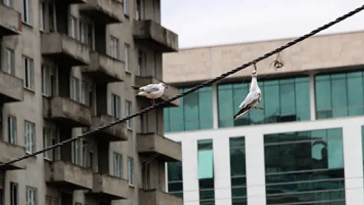 Elektrik kablosuna takılan martı 7 saat sonra kurtarıldı