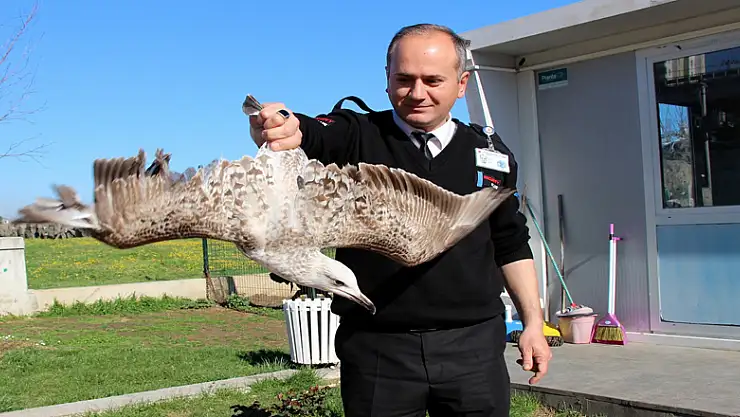  Yaralı martı en 'güvenlikli' yere düştü 