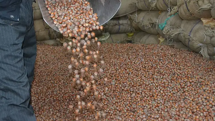 AK Partili vekil fındık üreticilerinin beklediği tarihi verdi