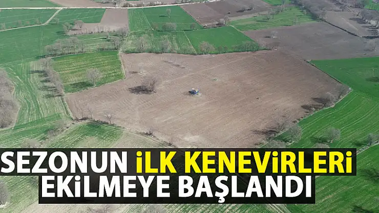Sezonun ilk kenevirleri ekilmeye başlandı