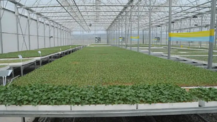 Tüm Türkiye'nin fide ihtiyacını karşılamaya talip