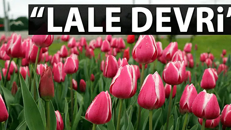 Samsun'da 'lale devri'