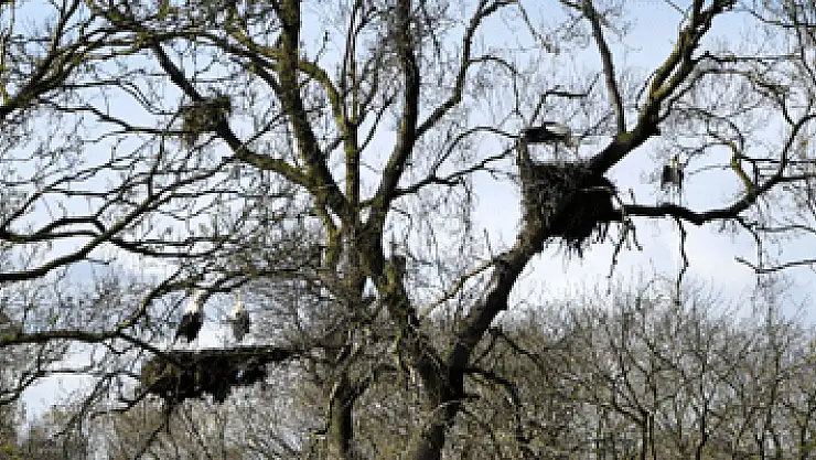 Baharın müjdesi leylekler ziyaretçilerini bekliyor
