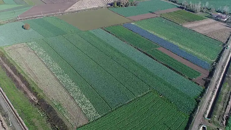 Türkiye'nin kırmızı pancar ihtiyacını Samsun karşılıyor 