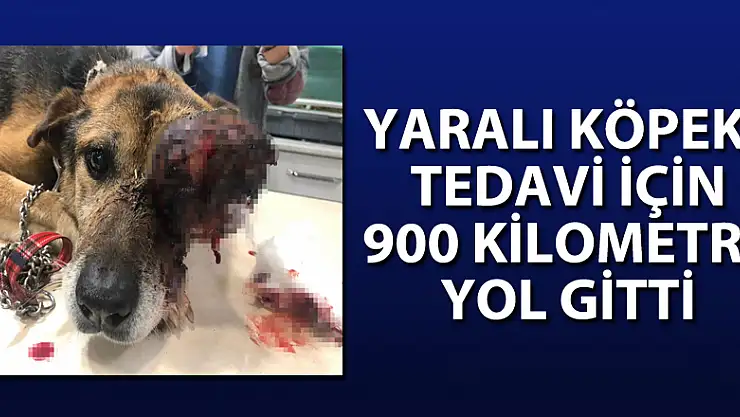 Yaralı köpek, tedavi için 900 kilometre yol gitti