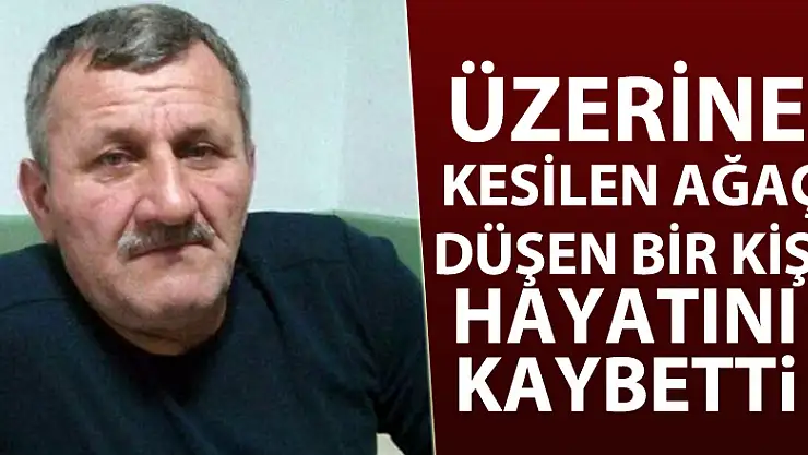 Üzerine kesilen ağaç düşen bir kişi hayatını kaybetti
