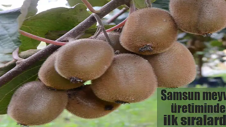 Samsun meyve üretiminde ilk sıralarda